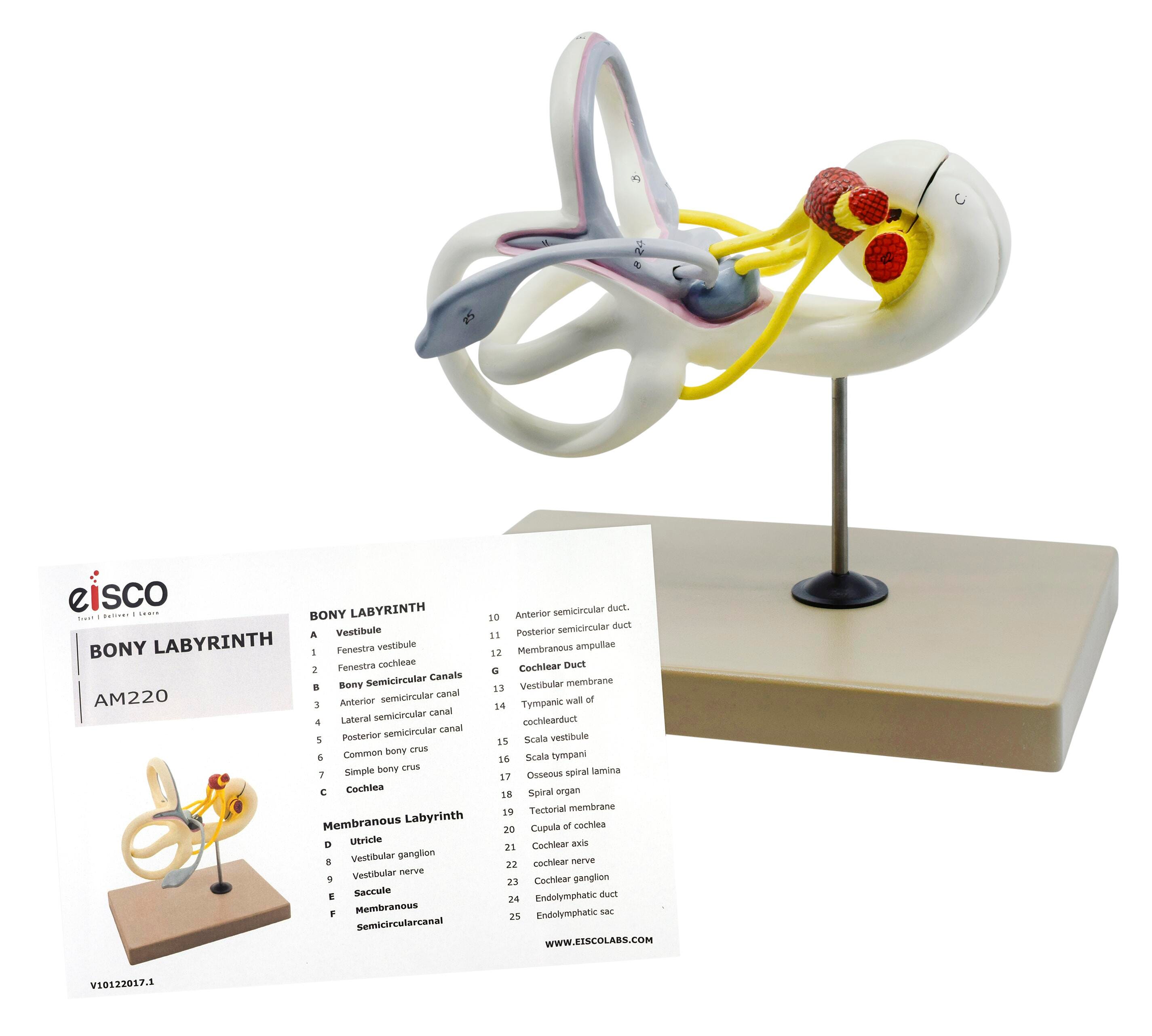 Inner Ear Labyrinth Model - 16X Life Size - Sectioned Cochlea 2144624